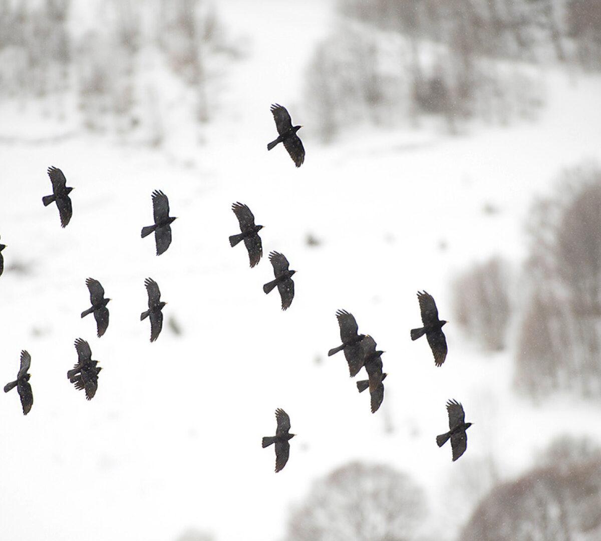 Les passereaux de montagne disparaissent-ils?